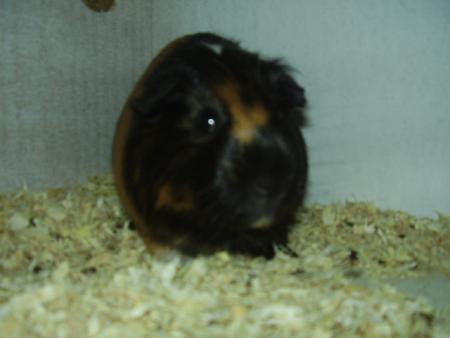 Carlo